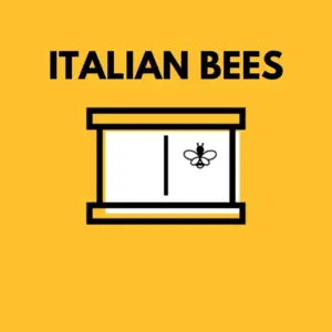 2024 BEE PACKAGE 3LB WITH MATED QUEEN - Italian