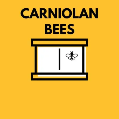 2024 BEE PACKAGE 3LB WITH MATED QUEEN - Carniolan