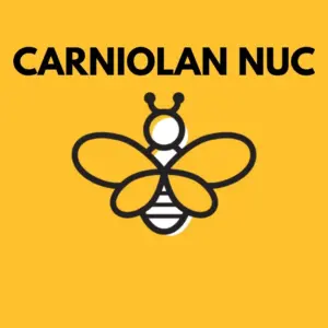 2024 NUC 5 Frame - Carniolan